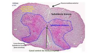 Histologia I  Demonstração prática  Tecido Nervoso [upl. by Coreen93]