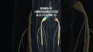 Anatomy series12  Sciatic Nerve anatomy 3D animation shorts [upl. by Vergil]