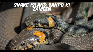 Snake Island Brazil Most Dangerous Place in the World [upl. by Eanehs672]