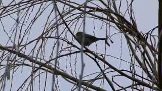 Siberian Chiffchaff song [upl. by Annairba147]