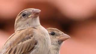 The sparrow  story of the sparrowsparrowsshutterpress feeding sparrow withcorn slowmotion [upl. by Eimmas]