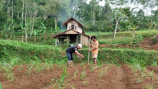 Ngebuburit Sambil Bercocok Tanam Di Seputuran Gubuk Tengah Sawah Pinggir Hutan [upl. by Port494]