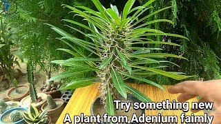 How to grow Pachypodium plant [upl. by Mendy240]