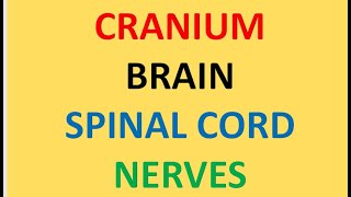 BRAIN CRANIUM SPINAL CORD NERVES  Video 340 [upl. by Cerellia756]