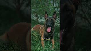 My name is Charcoal belgiummalinois belgianmalinoisdog music shorts [upl. by Arodasi]