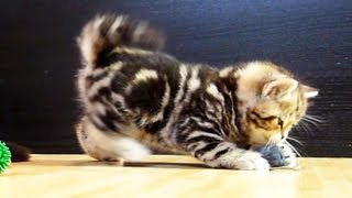 Cute Kittens playing with Mice [upl. by Clive]