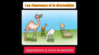 Les chameaux et le dromadaire5ème année primairemodule 2 [upl. by Norreg]