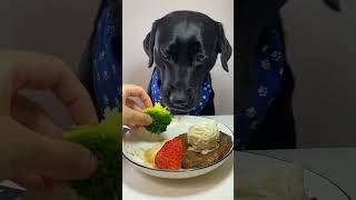 dog food youtube  healthy dog 🥦🍗 short video tasty tastyfooddog viral [upl. by Nolahp]