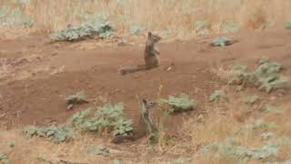 A junior squirrels squirreling stopped on cue from parent to look for danger California 92563 [upl. by German773]