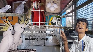 A 23Day Project Of Macaws amp Cockatoos Complete New Breeding Setup [upl. by Alag]