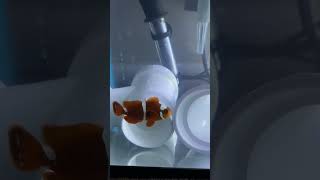 Maroon Clownfish  Saltwater Clownfish  Saltwater Fish  Ocellaris Clownfish  Clownfish  Fish [upl. by Adiahs]