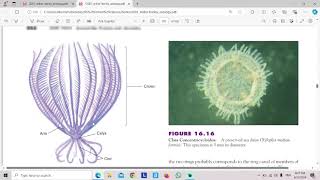 Class Crinoidea [upl. by Hyozo482]