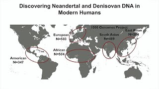 Tales of Human History Told by Neandertal and Denisovan DNA That Persist in Modern Humans [upl. by Eidob]