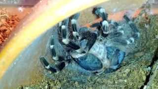 a geniculata molting 1 HD [upl. by Christis726]