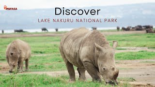 LAKE NAKURU NATIONAL PARK  A Beautiful Wildlife Haven [upl. by Sterling477]