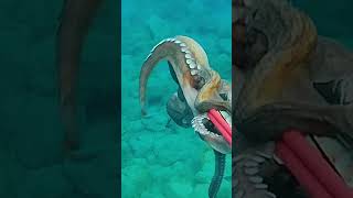 Polpi nel bassofondi mare fishing mares octopus oceanomare fish oceane spearfishing [upl. by Anilehcim291]