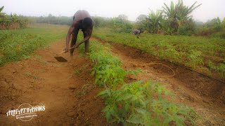 Bacteria and Fusarium wilt are deadly infestations in Tomato production Watch Learn and AvoidWLA [upl. by Dagney]