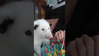 Adorable Baby Opossums Eating Fruit [upl. by Annahahs]