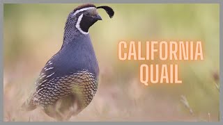 California quail call amp sound [upl. by Lyndel]