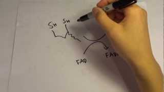 Pyruvate Dehydrogenase Complex PDC Lec [upl. by Etnuhs]