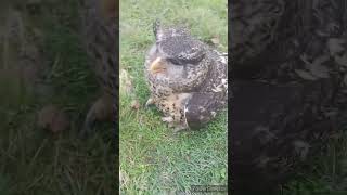 Spotbellied Eagleowl महाकौशिक Bardia national park [upl. by Nnaerb]