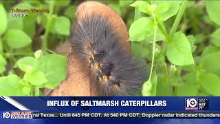 Can be irritating but not venomous Expert speaks on Saltmarsh Caterpillars found in CTX [upl. by Anyela]