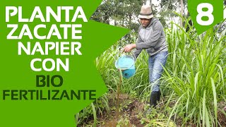 Ep 8 Plantando zacate Napier con biofertilizante [upl. by Bobseine]