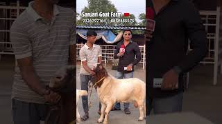 Boer Goats on Palai at Sanjari Goat Farm Padgha [upl. by Guendolen682]