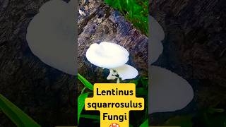 Lentinus squarrosulus Fungi shortsfeed islandvisits [upl. by Letney546]