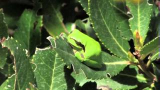 The Mediterranean tree frog Hyla meridionalis [upl. by Donnamarie]