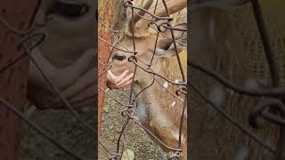 Bonkupuria deer park near Mukutmanipur dam [upl. by Ilyse]