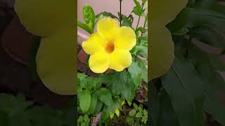 Yellow allamanda flower  yellowallamanda allamandacathartica allamandaflower [upl. by Booma]