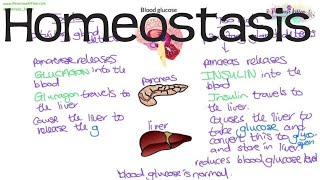 Homeostasis  Biology GCSE and iGCSE [upl. by Naasah]