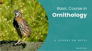 Basic Course in Ornithology [upl. by Rodolphe]