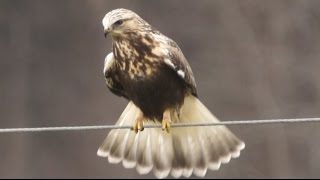 Roughlegged Hawk 1232016 HD [upl. by Aicela]