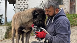 ÇOBAN KÖPEĞİNİ TAVUĞA ALIŞTIRIYORUM [upl. by Atla]