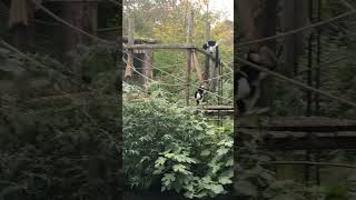 BLACKANDWHITE RUFFED LEMURS AT NEWQUAY ZOO shorts zoo animals nature lemur [upl. by Nikolia]