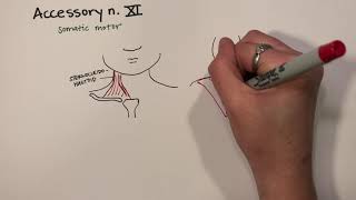 Part 12 of 13  CN XI Spinal Accessory nerve [upl. by Jarrett296]