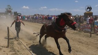 CVJETKO OD MEŠIĆA NAJBOLJI SAMAC DO 550 KG U BIJELJINI [upl. by Topliffe]