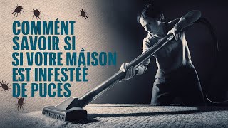 Comment savoir si votre maison est infestée de puces [upl. by Ashman]