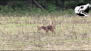 Coyotes Swarm Dog  Coyote Hunting With Decoy Dog [upl. by Bebe]