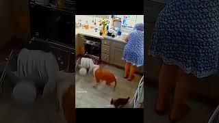 look at the end 😂😂 pet cat dog cute animals foryou typ [upl. by Langbehn]