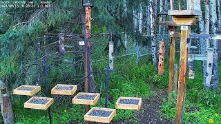 20240916  Foothills Birds  PTZ Live Stream Bird Feeder Cam 65 Species [upl. by Makell633]