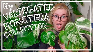 My Variegated Monstera Albo Collection Tour amp How Much I Spent How To Get CHEAP Albos [upl. by Calica]