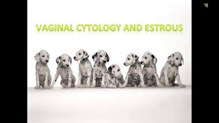 Canine Estrous Cycle Veterinary Technician Education [upl. by Drawdesemaj]