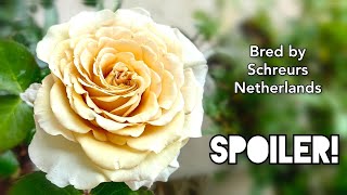 SPOILER ROSE plant by SCHREURS Netherlands VIP Roses Hybrid Tea [upl. by Aimehs]