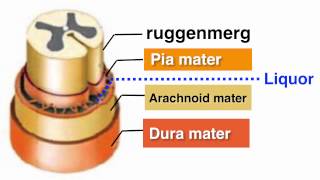 Ruggenmerg medulla spinalis [upl. by Enael284]