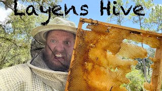 Update on the Layens Hive Swarm [upl. by Lehcnom]