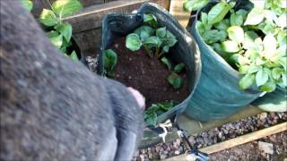 Growing Organic Potatoes in bags adding additional soil or compost tip [upl. by Doownel851]