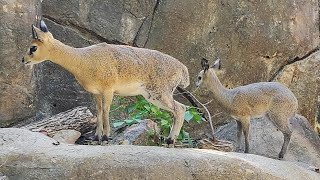 Klipspringer with her kids at Dallas zoo [upl. by Anahcra]